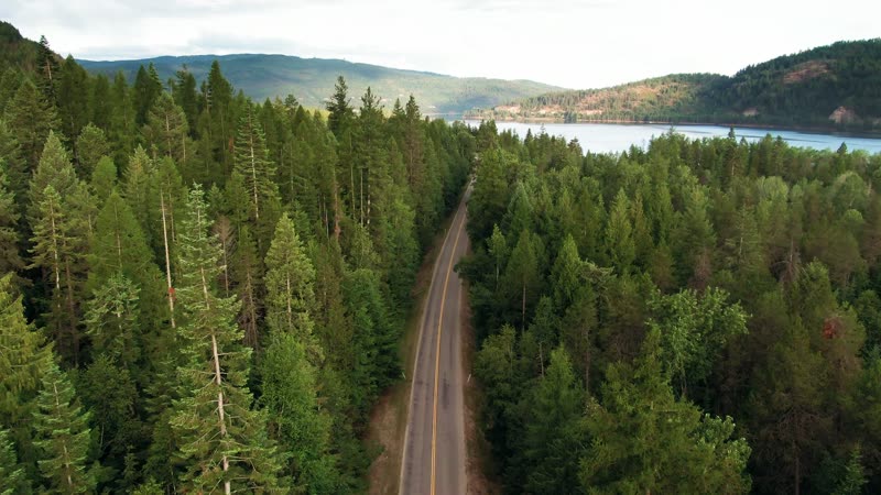 a narrow road disappearing into tall pines
